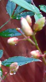 Close-up of leaves