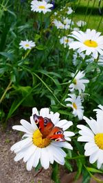 Close-up of butterfly on white daisy