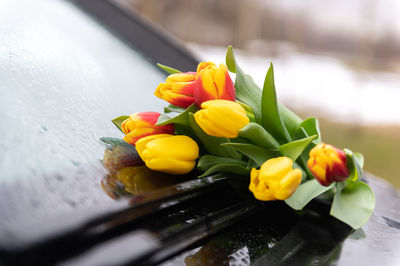 Red yellow tulips in rain on windshield of car as a gift and declaration of love