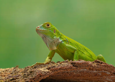 Close-up of lizard