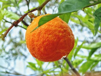 Low angle view of orange fruit on tree
