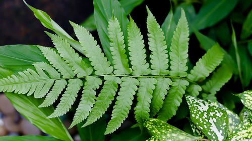 Close-up of fern