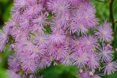 Close-up of purple flowers blooming outdoors