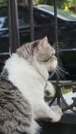 Close-up of a cat with eyes closed