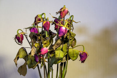 Close-up of purple flowering plant