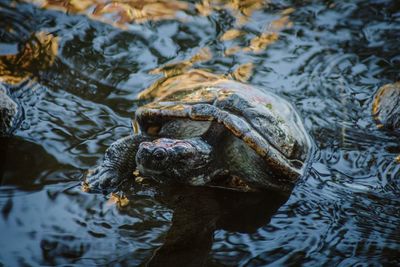 High angle view of turtle swimming in lake