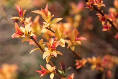 Close-up of flowering plant