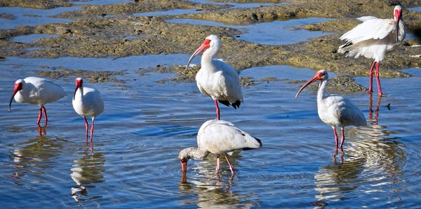 White ibises in lake