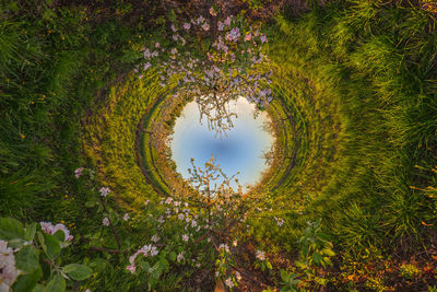 Digital composite image of flowering plants and trees against sky