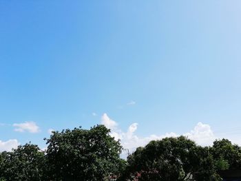 Low angle view of trees against sky