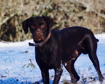 Portrait of a dog