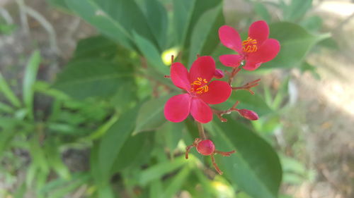 Close-up of pink flowers blooming outdoors