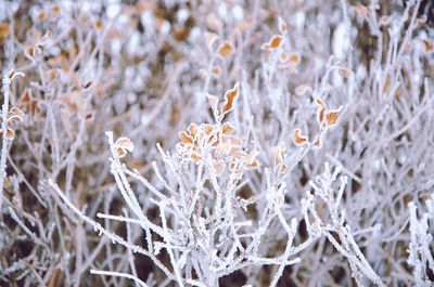 Close-up of flower tree in winter