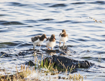 Young oystercatchers on lake