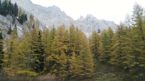 Pine trees in forest against sky