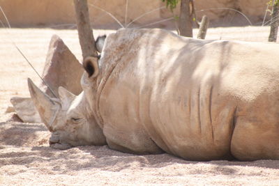 Rhinoceros resting on field