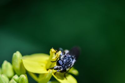 Close-up of insect on flower