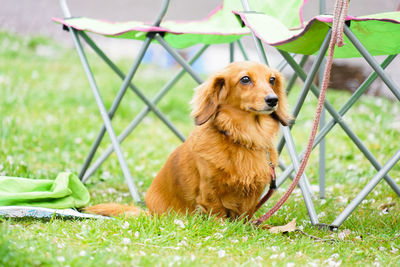 Portrait of dog sitting on grass