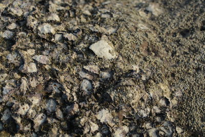 High angle view of insect on sand at beach