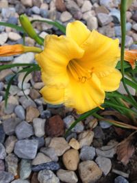 Close-up of yellow flower