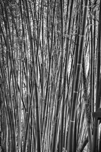 Full frame shot of bamboo trees