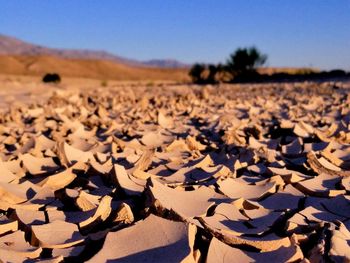 Close-up of desert against clear sky