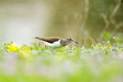 Bird perching on a field