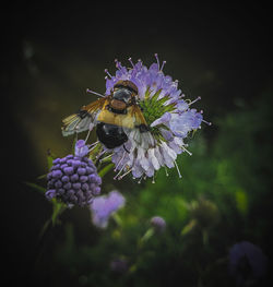 Close-up of bee pollinating on purple flower