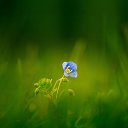 Beautiful small blue flowers blooming in the garden grass. spring scenery of the backyard.