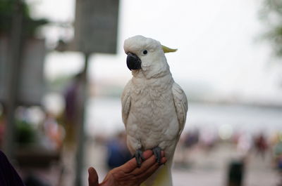 Close-up of bird perching on railing