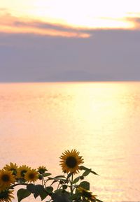 Close-up of yellow flower blooming against sky during sunset