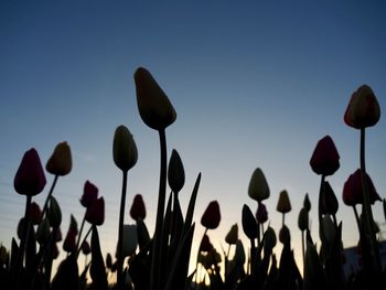 Low angle view of flowering plants on field against clear sky