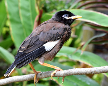 Close-up of bird perching on branch