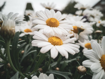 Close-up of white daisy flowers