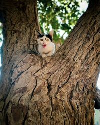 Cat on tree trunk