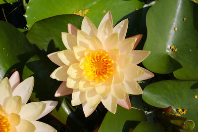 Close-up of lotus water lily