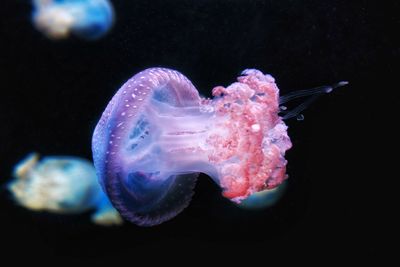 Jellyfish swimming in sea