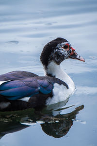 Close-up of duck swimming in lake