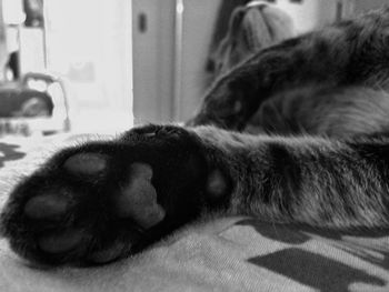 Close-up of a dog lying down at home