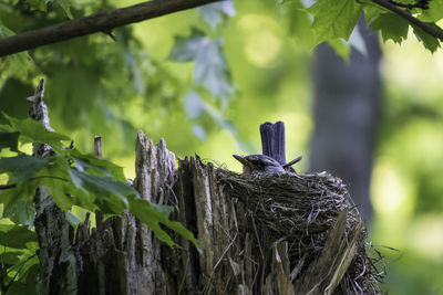 Close-up of wooden post in forest