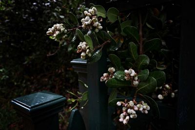 Close-up of white flowers blooming in garden