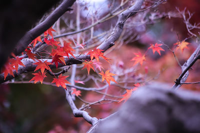 Close-up of red leaves on branch