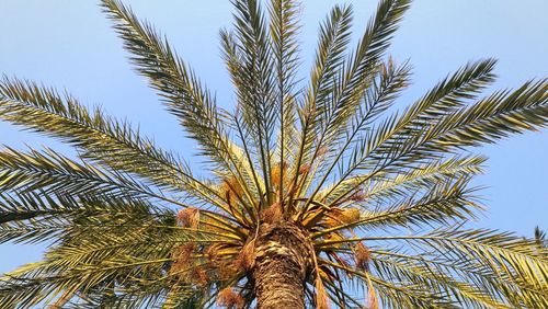 Low angle view of palm tree against clear sky