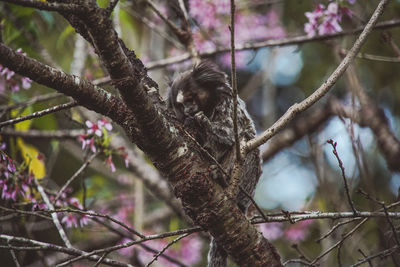 Low angle view of monkey on tree