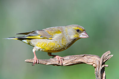 Close-up of bird perching on a plant