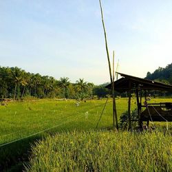 Scenic view of grassy field against sky