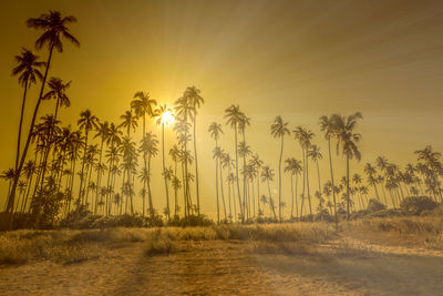 Sunset over palm trees