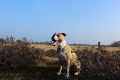 Dog sitting on grass against clear sky