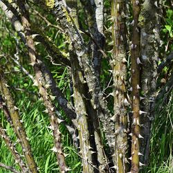 Trees growing in forest