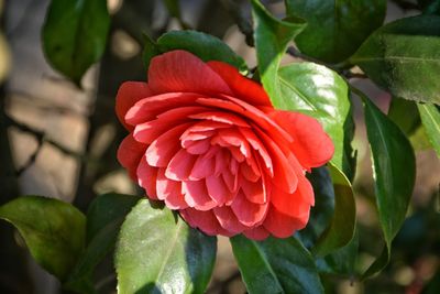 Close-up of red flower